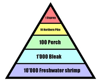 Ecological Pyramids - Exciting Ecology!