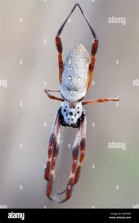 Australian Golden Orb Weaver Nephila Edulis Hi Res Stock Photography