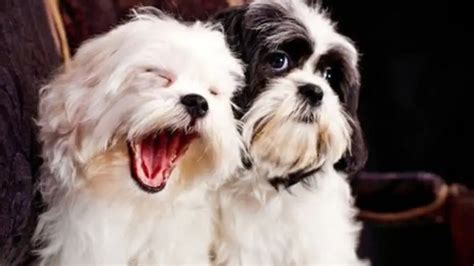 Liver line Shih Tzu | Price guide and how to spot one