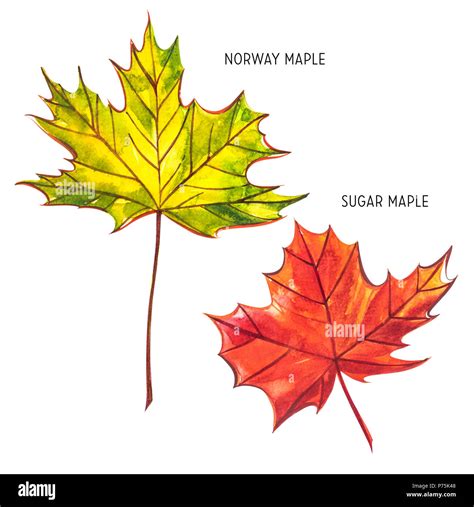 Sugar Maple Leaf Vs Red Maple Leaf