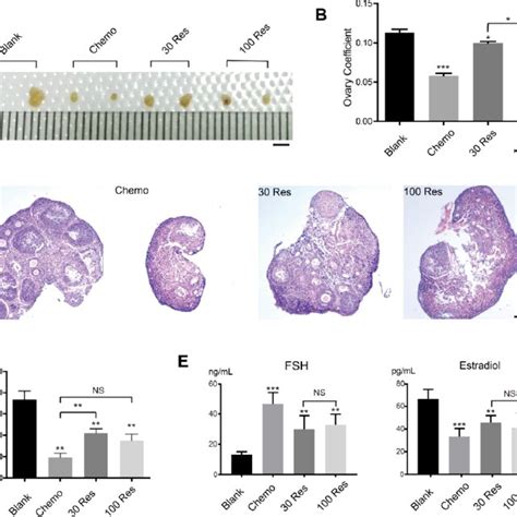 Res Improved Ovarian Aging Induced By Chemotherapy A Bright Field