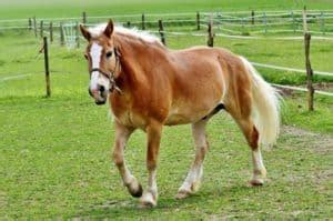 Small Horse Breeds: 5 Perfect Horses For Kids & Short People ...