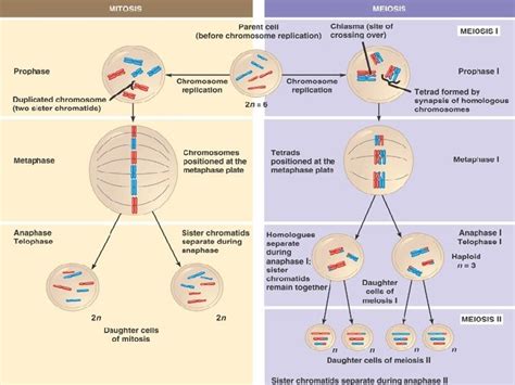 Medical Genetics Lecture 2 Chromosome Anomalies Muhammad Faiyazulhaque