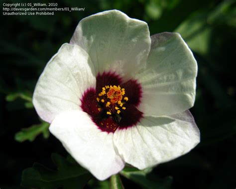 Plantfiles Pictures Hibiscus Species Bladder Hibiscus Flower Of An