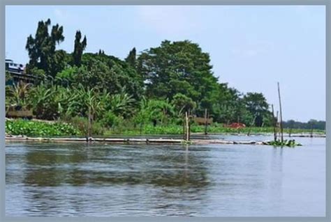 Viral Video Buaya Putih Di Sungai Brantas Kota Kediri Kedirikadiri