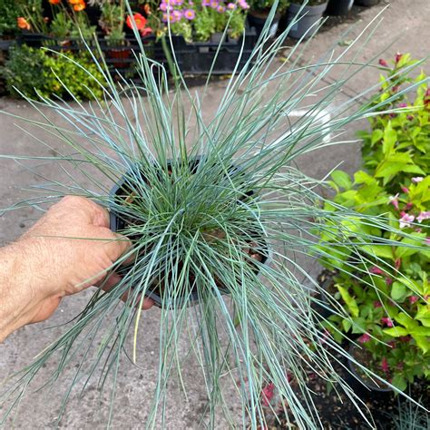 Festcuca 'Intense Blue' - Blue Sedge Grass