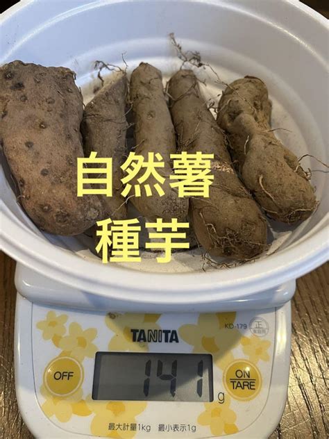 自然薯 種芋 農薬不使用 130g 位【梱包材込みで150g】③ メルカリ