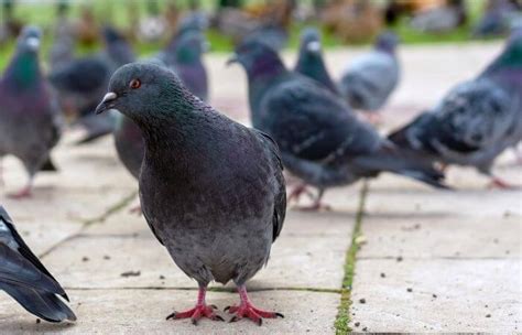 24 Pigeon Puns Pigeonpedia