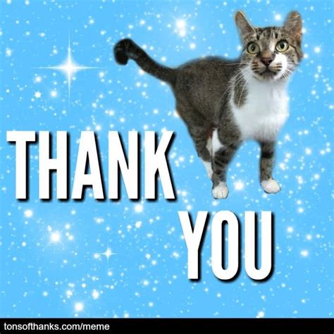 51 Nice thank you memes with cats