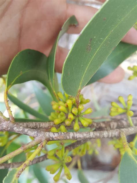 Brown Top Stringybark In April By Kjell Knable Inaturalist