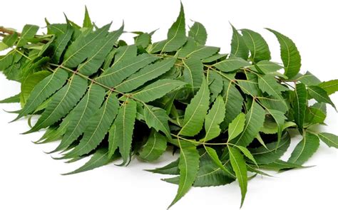 Neem Leaf Neem Leaves Dried Neem Leaf Dried Neem Leaves Fresh Etsy