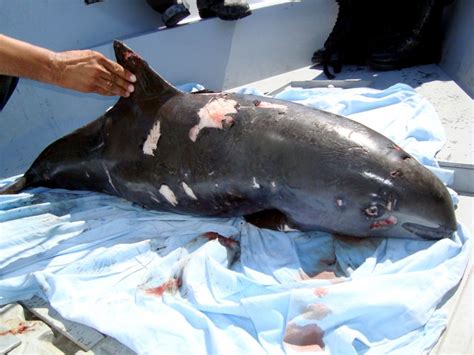 Vaquita Porpoise – "OCEAN TREASURES" Memorial Library