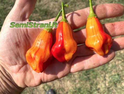 Zebrange Chili Pepper Seeds Semi Strani Di Carlo Martini