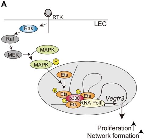 The Rasmapkets Pathway Involved In Transcriptional Regulation Of The