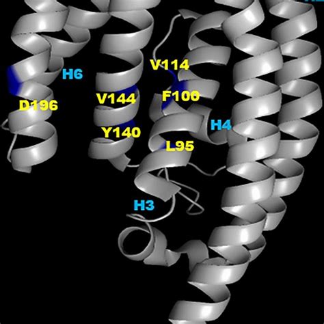 Location Of Mutations On The Translin Secondary Structure The Translin