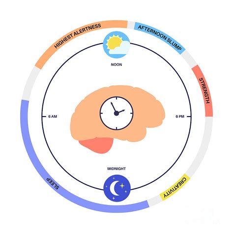 Sleep Wake Cycle #14 Photograph by Pikovit / Science Photo Library ...