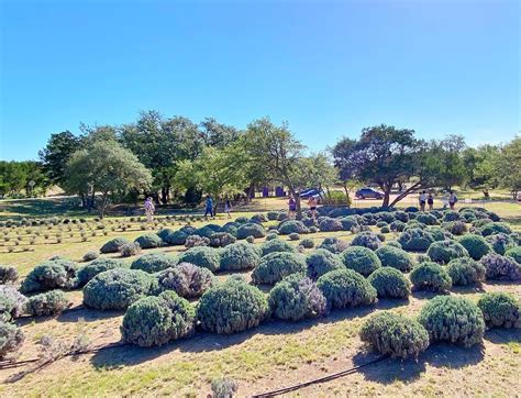 Exploring the Lavender Fields in Fredericksburg, TX - Cozi Vacation Rentals