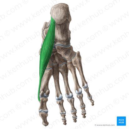 M Sculos Mediais Da Planta Do P Anatomia E Inerva O Kenhub