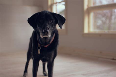 Perro Inclina La Cabeza Contra La Pared Posibles Causas Que No Deben