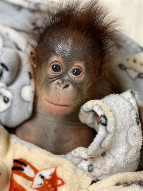 Baby orangutan born at Gulf Breeze Zoo | Navarre Press