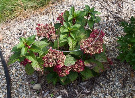 Hydrangea Macrophylla Endless Summer Bloomstruck PIIHM I Flickr