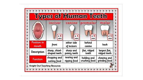 Types of Teeth Poster