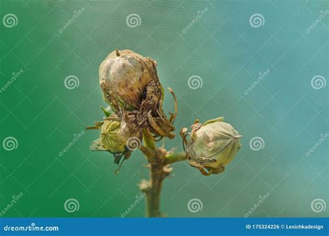 Brown Seed Pods On Hibiscus Plant Hibiscus Flower Seeds Stock Photo