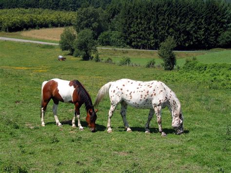 The Beautiful Appaloosa Horses American Horse Breed