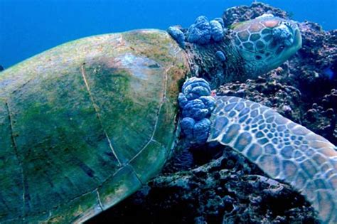 Hawksbill Sea Turtle Food Chain