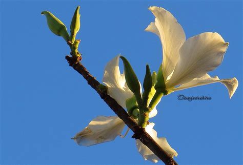 Pin De Claudiney Cordeiro Em Paisagens Paisagem Flores Paisagens Flores