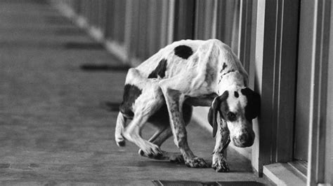 Estas son las señales de que tu perro ha sido maltratado por alguien