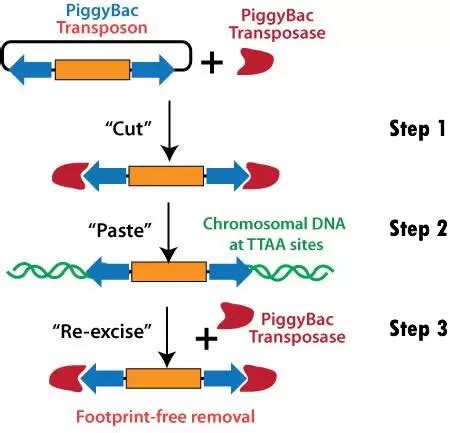 PiggyBac Transposon System