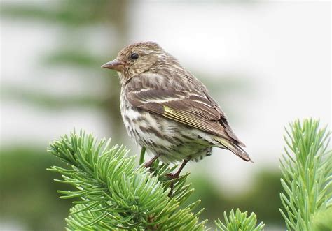 Maine Is Seeing Fewer Winter Birds Where Are They