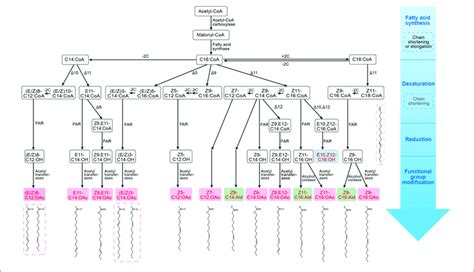 Biosynthetic Pathways Of Sex Pheromones In Several Lepidopteran