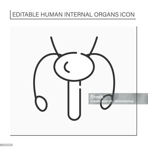 Reproductive System Line Icon Stock Illustration Download Image Now Anatomy Art Beauty