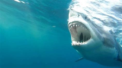 The Scariest Movie Scenes Of All Time Sofy Tv Blog Great White