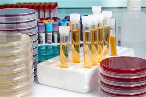 Workbench With Biological Samples On The Microbiology Laboratory Stock