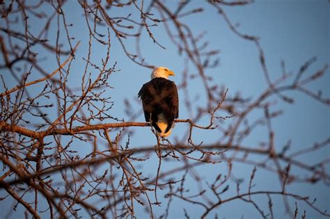 Premium Photo | Aquila chrysaetos magnificent golden eagle in its ...