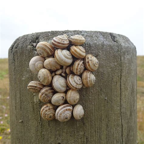 White Italian Snail From Bricqueville Sur Mer Frankrijk On July