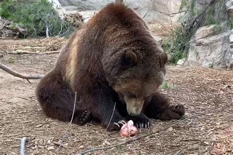 Grizzly Bear Snack Reid Park Zoo