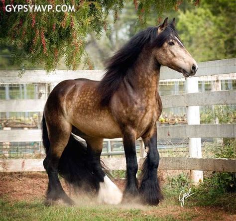 Gypsy Vanner Horses For Sale Stallion Sooty Buckskin Duke