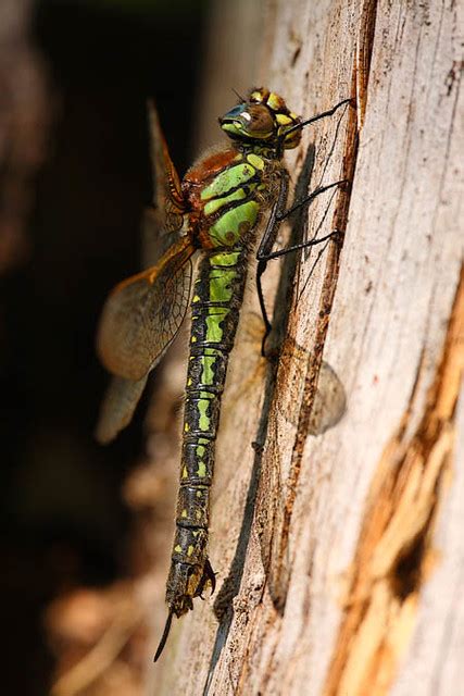 Brachytron Pratense Erland Refling Nielsen Flickr