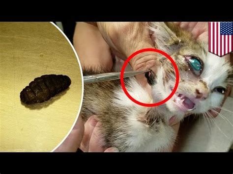 Cuterebra removal: vet surgically removes two huge fly larva from tiny kitten’s body : r ...