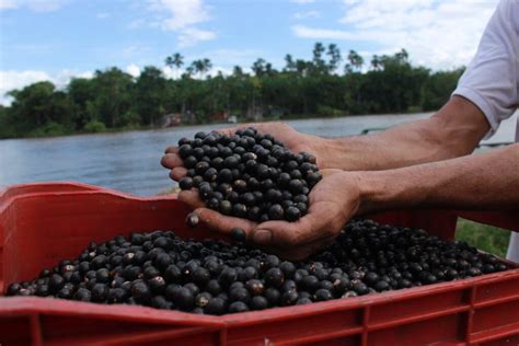 Jabuticaba Supera A A E Eleita A Segunda Melhor Fruta Do Mundo Em