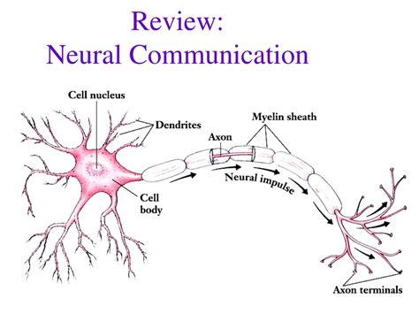 Ppt Review Neural Communication Powerpoint Presentation Free