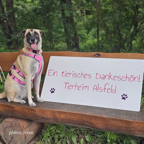 Vielen Dank für all Spenden Tierheim Alsfeld