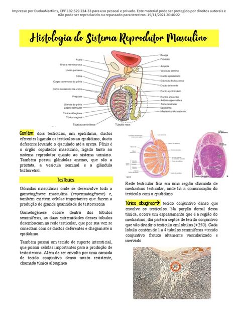 Sistema Reprodutor Masculino Histologia - Histologia do Sistema Reprodutor Masculino | PDF | Próstata | Testículo