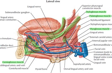 Oral Cavity And Pharynx Week4 Boundaries Cavity Oral Cavity Space