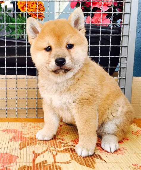 Filhotes De Shiba Inu Mazzini Kennel R 6 500 00 Em Mercado Livre