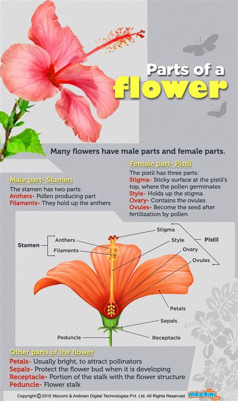 Flower Parts And Functions Diagram Flower Parts Functions Th